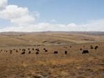 Bright green grasslands scattered with yaks