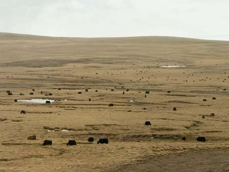 Many yaks seen along the journey