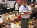 Boy selling poultry