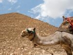 Camel in front of Pyramid of Khufu