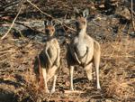 Cape Le Grand National Park kangaroos