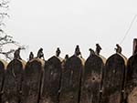 Langur monkeys sitting on the Nahargarh Fort walls