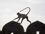 Monkey running along the tops of the Nahargarh Fort walls