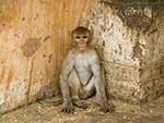 Monkey posing in the corner