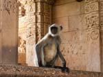 A monkey sitting at the entrance to the Vishwanath Temple