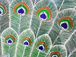 The intricate feathers on the peacock