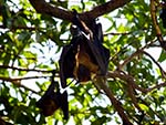 Bats in the trees on shore near the boats