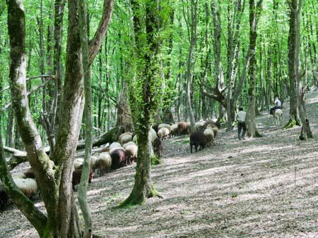 Goats and sheep being herded through Nahar Khoran forest