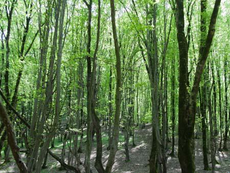 Lush green forest of Nahar Khoran