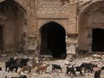 Many baby goats (kids) with the Sassanian building in the background