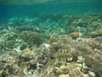 Aqaba - Coral reef