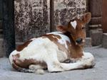 Calf found on the streets of Kathmandu