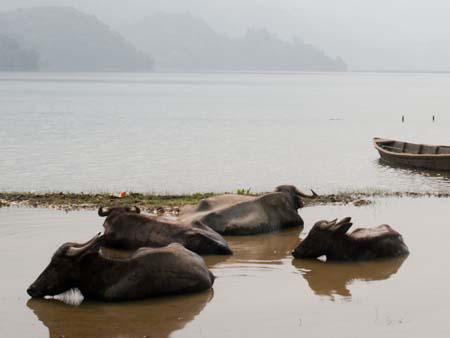 Water buffalo enjoying the cool waters of Lake Phewa Tal