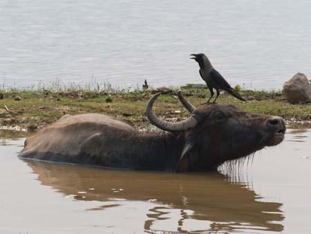 A crow perched on a water buffalo
