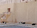 Goats outside the Al Hamoodah Fort