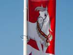 Arabian horse named Wathnan, Arab Games mascot