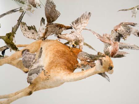 'flying together' - life-like falcons with camel