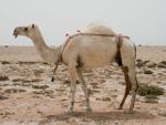 Camel at Fuwairit Beach