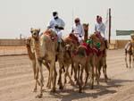 Mustering the camels