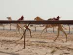 Following the racing camels
