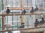 Java Sparrows at animal souk