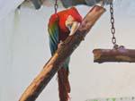 Red Parrot at animal souk