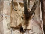 Goat-antelope trophy head