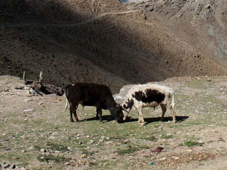 Two bulls fighting with the Kyi-chu Valley in the background