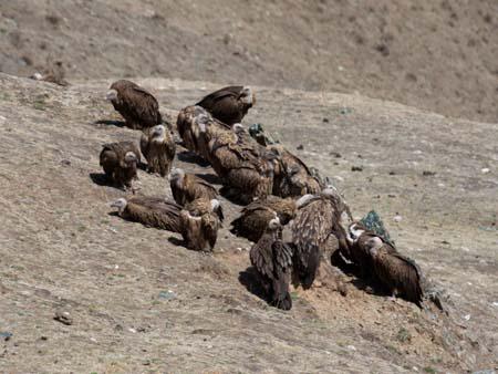 Vultures patiently waiting for the next sky burial