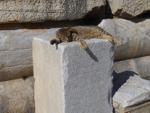 Cat on ancient stone blocks