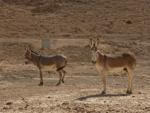 Donkeys in Al Malaiha